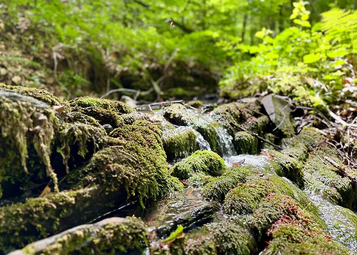 Happy Place Am Waldrand 普莱滕贝格